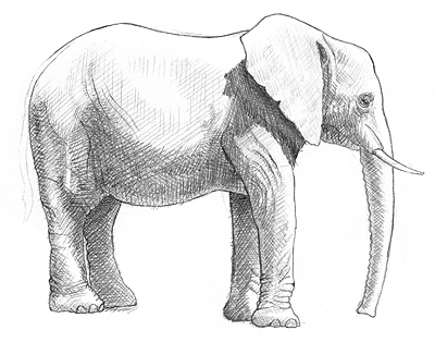 Elefant malen und zeichnen