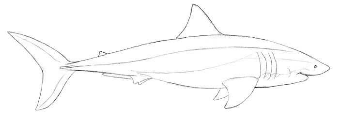 Weißer Hai Zeichnen