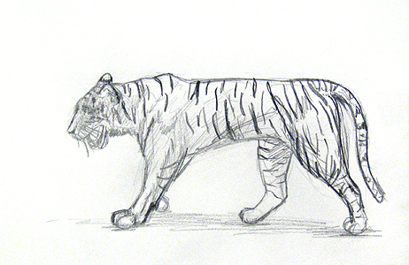 Learn to draw Tiger ~ Drawing and Painting
