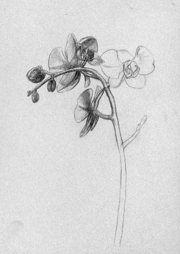 Orchidee Zeichnen Malen Zeichnen Lernen
