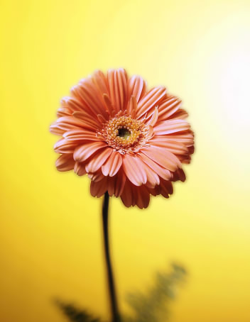 Blume-2.jpg