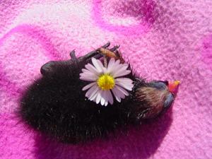 blume.jpg