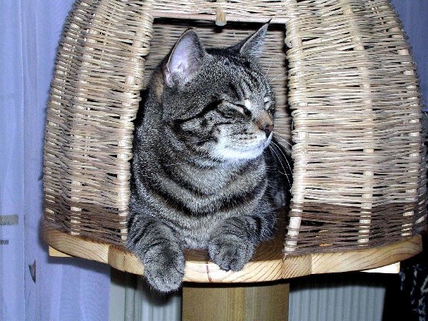 Kater1.jpg