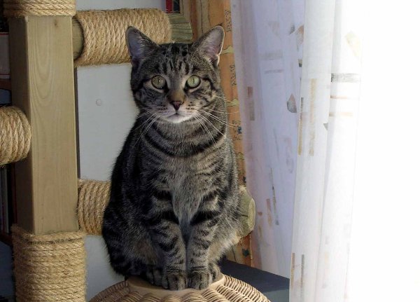 Kater2.jpg