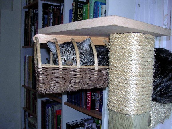 Kater3.jpg