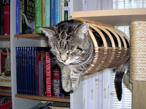 Kater4.jpg