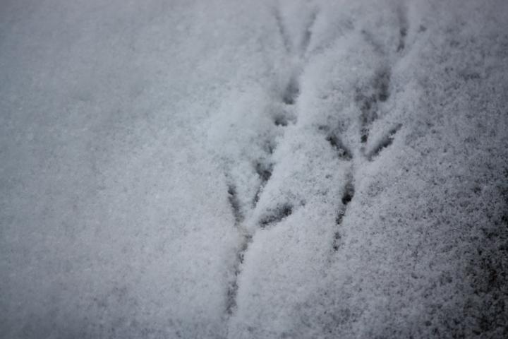 K640_Vogelspuren im Schnee (1).JPG