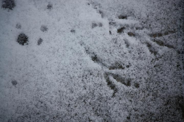 K640_Vogelspuren im Schnee (3).JPG