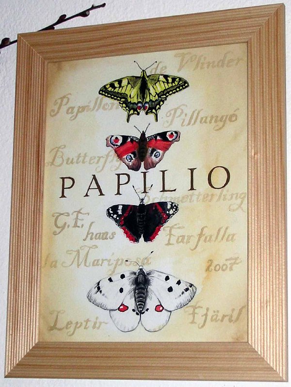 Papilio3_600x798.jpg