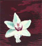 Orchideenbächen_ani_2_klein.gif