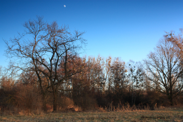 IMG_1585.jpg