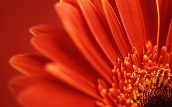 redflower_c.jpg