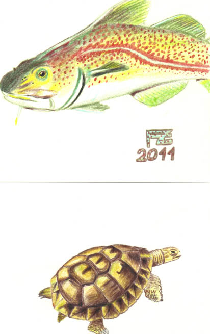 Felix-Fish-schildkröte.jpg