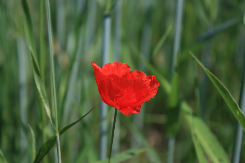 IMG_7415.jpg