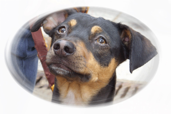 Hund-2.gif