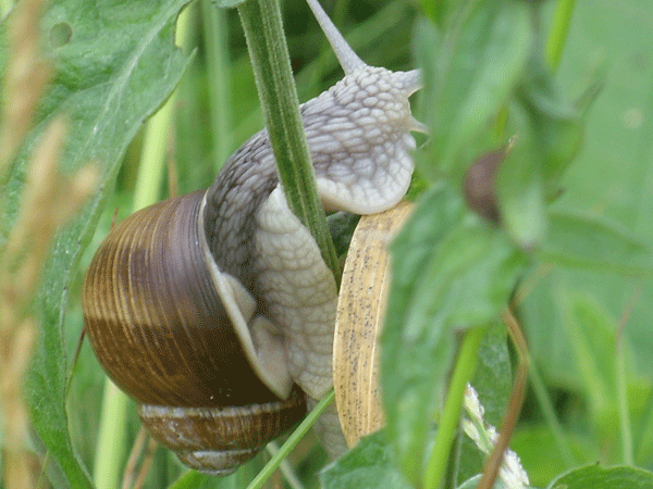Schnecke.gif