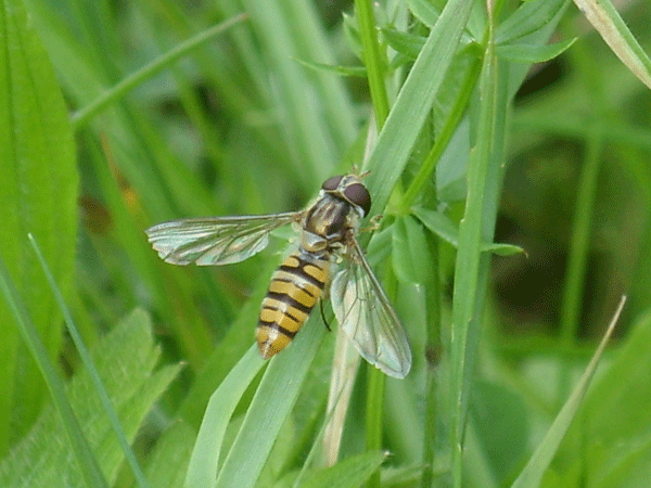 Schwebfliege.gif