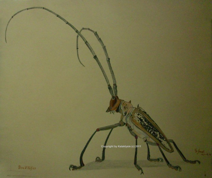 Bockkäfer(c) 6-8.jpg