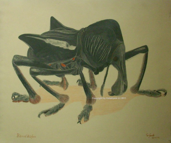Rüsselkäfer2(c) 6-8.jpg