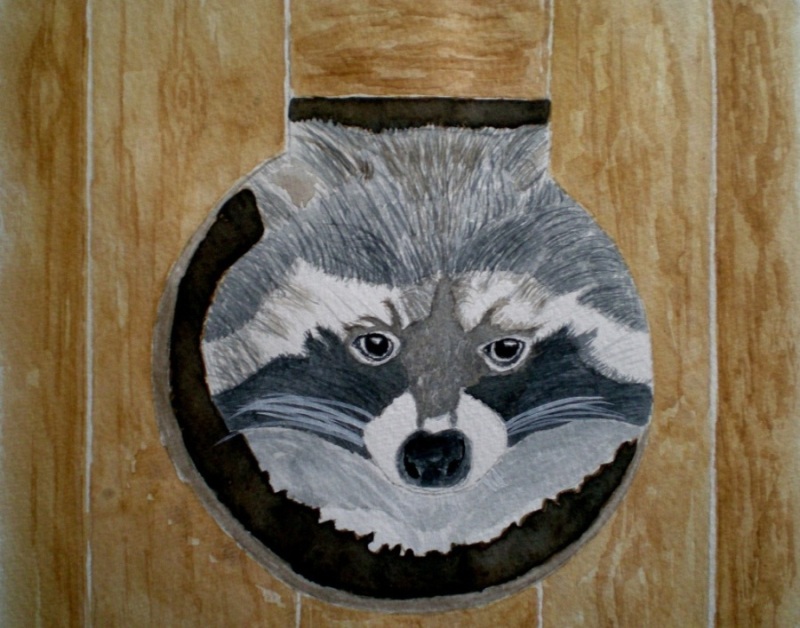 Waschbär-1.jpg