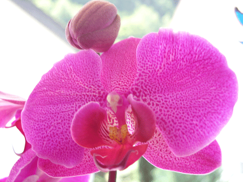 Orchidee-rosa.gif