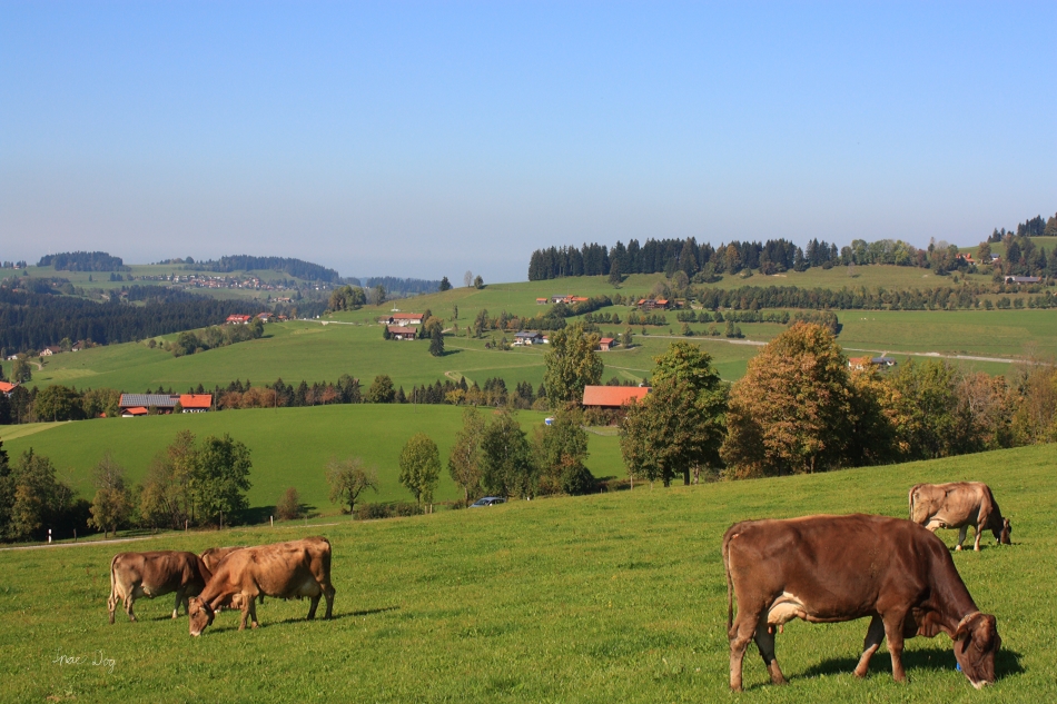 Brennweite: 32mm<br />Blende: F/7.1<br />ISO-400<br />Belichtungszeit: 1/1250 Sek.<br />Filter: UV