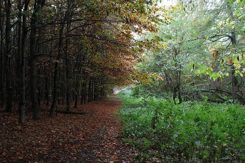 fall.jpg