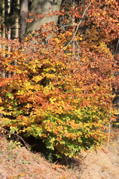 K640_Herbst 6.11.2011 (10).JPG