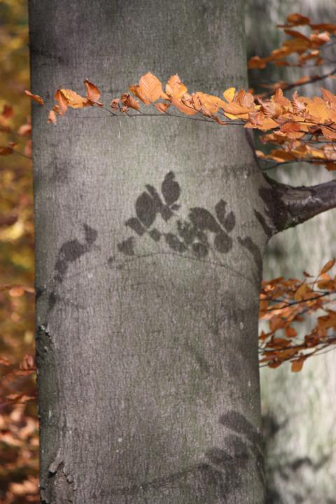 K640_Herbst 6.11.2011 (22).JPG