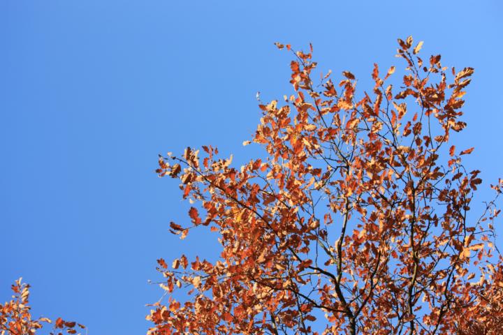 K640_Herbst 6.11.2011 (4).JPG