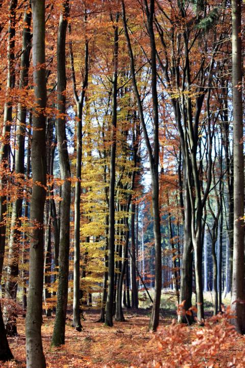 K640_Herbst 6.11.2011 (19).JPG