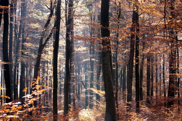 K640_Herbst 6.11.2011 (57).JPG