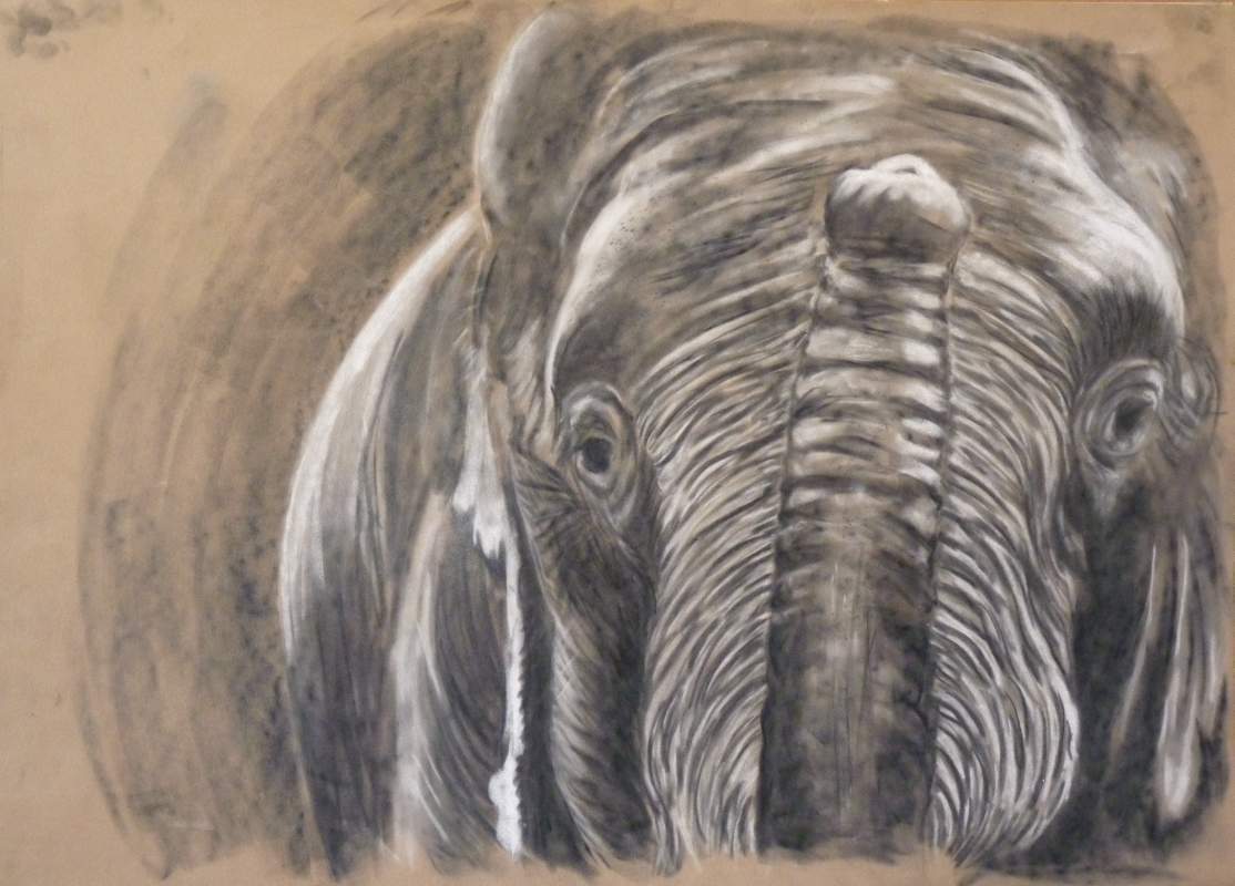 elefant.jpg