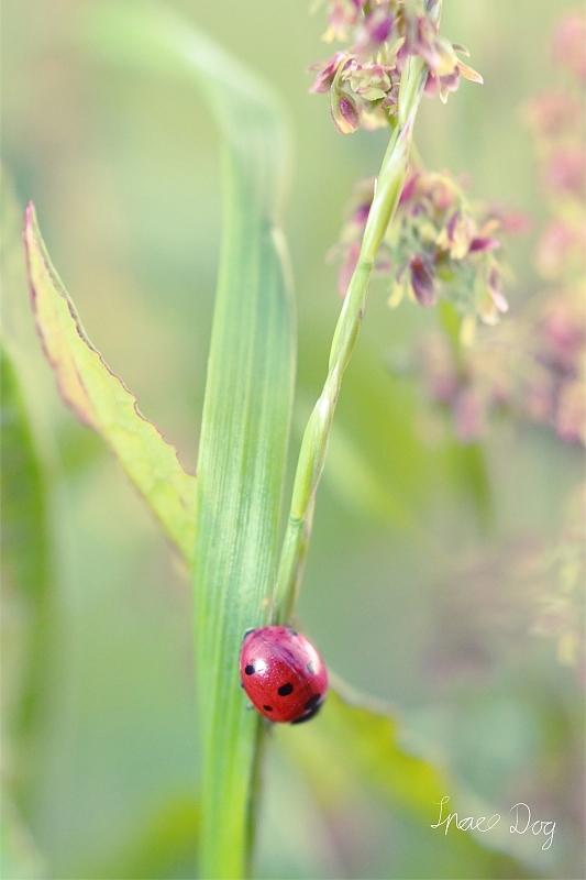 Brennweite: 50mm <br />Objektiv: Canon EF 50mm F/1.8 II<br />Blende: F/3,2<br />ISO - 400<br />Belichtungszeit: 1/200 Sekunde<br />Filter: Achromatlinse +5<br />externer Blitz