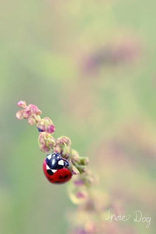 Brennweite: 50mm <br />Objektiv: Canon EF 50mm F/1.8 II<br />Blende: F/3,2<br />ISO - 400<br />Belichtungszeit: 1/200 Sekunde<br />Filter: Achromatlinse +5<br />externer Blitz