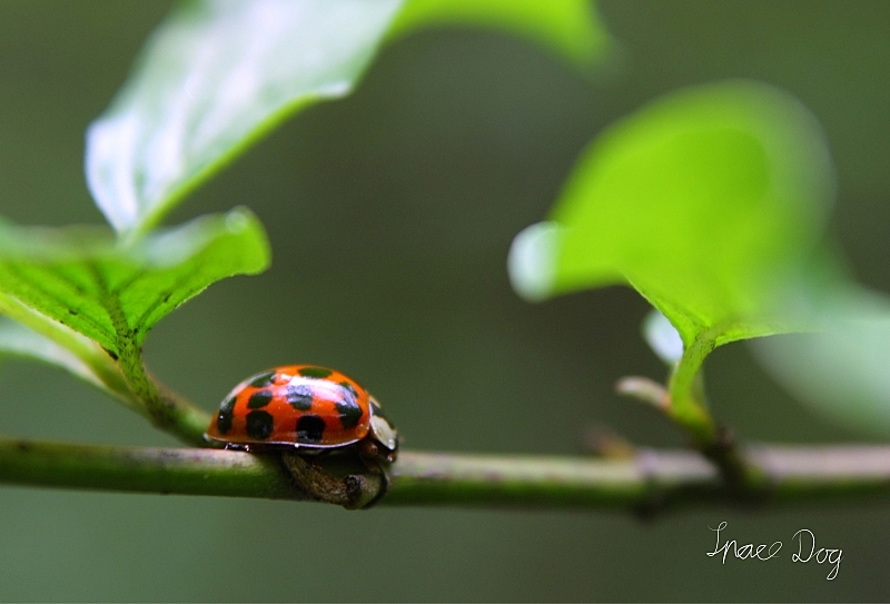Brennweite: 55mm <br />Objektiv: Canon EF-S 18-55mm F/3.5-5,6 IS<br />Blende: F/7<br />ISO - 200<br />Belichtungszeit: 1/30 Sekunde<br />Mit Fernauslöser auf Stativ<br />Filter: Achromatlinse +5
