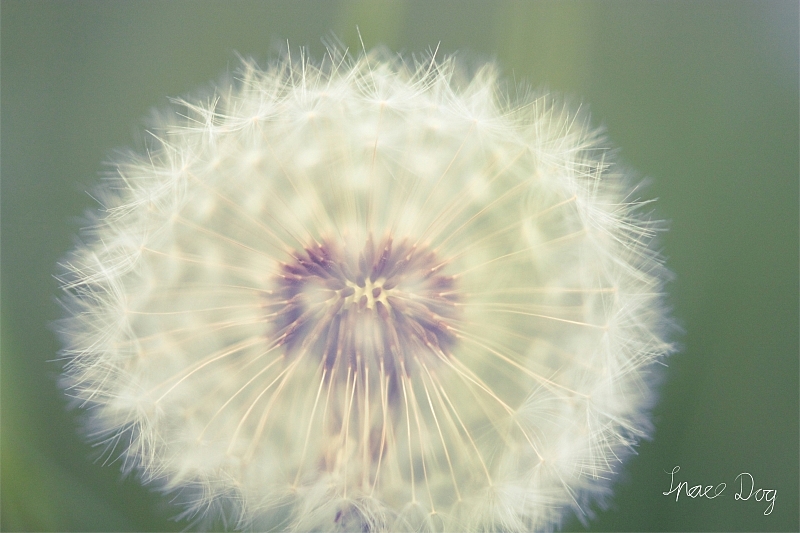 Brennweite: 50mm <br />Objektiv: Canon EF 50mm F/1.8 II<br />Blende: F/1.8<br />ISO - 400<br />Belichtungszeit: 1/800 Sekunde<br />Filter: Achromatlinse +5