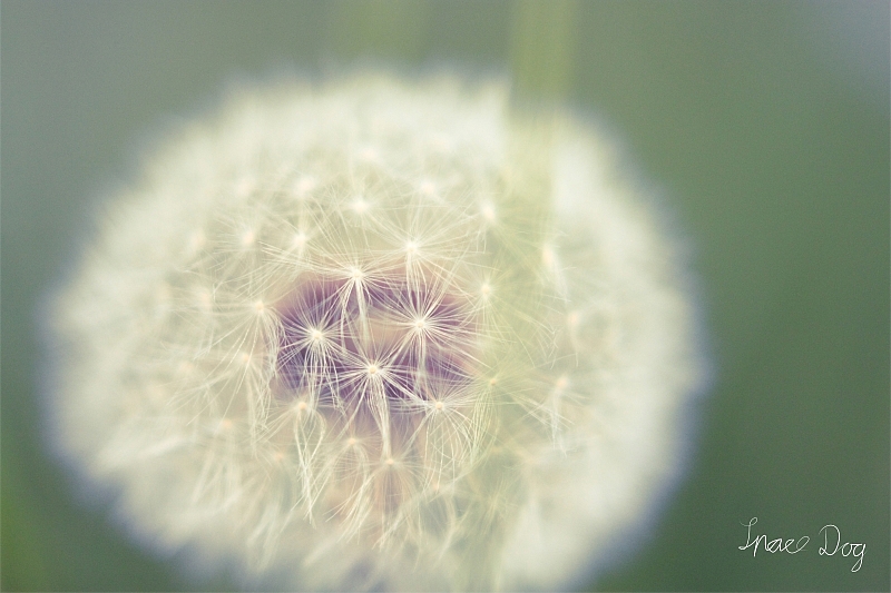 Brennweite: 50mm <br />Objektiv: Canon EF 50mm F/1.8 II<br />Blende: F/1.8<br />ISO - 400<br />Belichtungszeit: 1/800 Sekunde<br />Filter: Achromatlinse +5