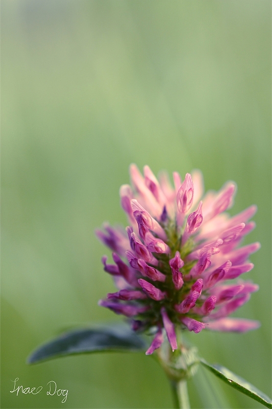 Brennweite: 50mm <br />Objektiv: Canon EF 50mm F/1.8 II<br />Blende: F/3.2<br />ISO - 200<br />Belichtungszeit: 1/160 Sekunde<br />Filter: Achromatlinse +5