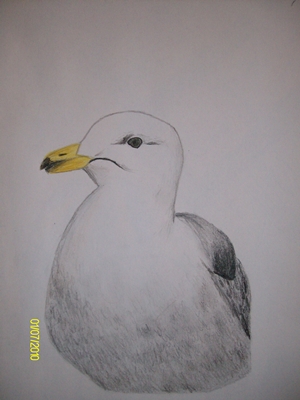 möwe.JPG