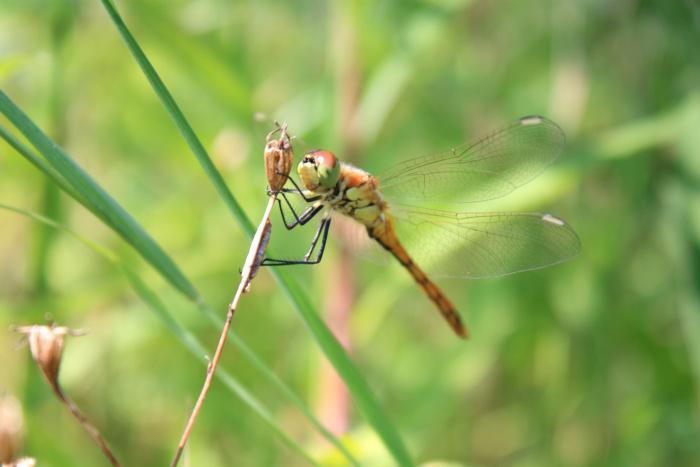 rote Libelle.jpg