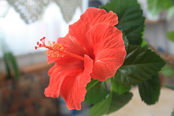 Hibiskusblüte.jpg