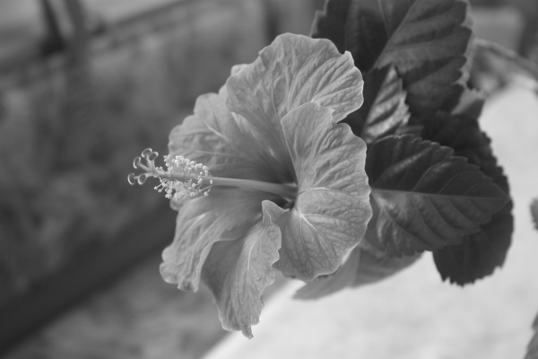 Hibiskusblüte schwarz-weiß.jpg