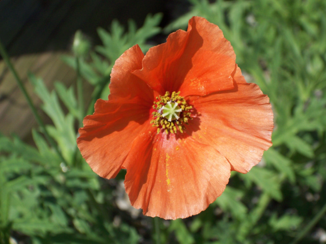 Mohnblume.jpg