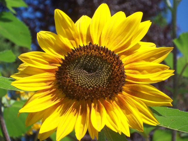 Sonnenblume.jpg