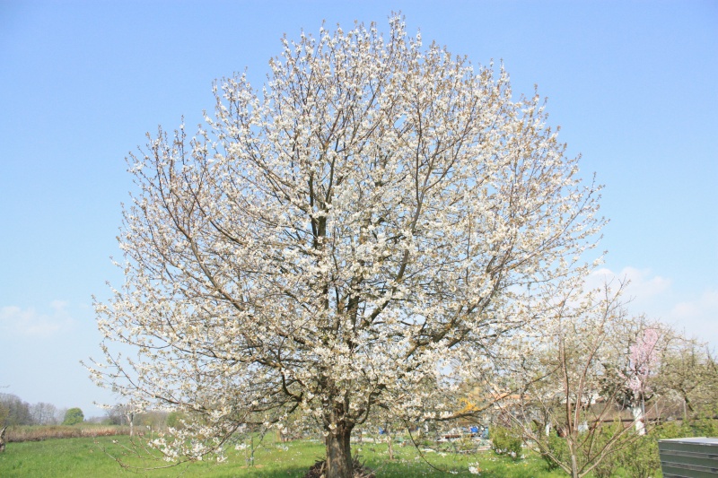 Blühenderbaum.jpg