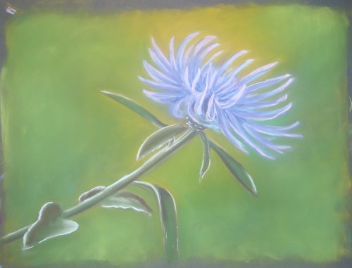 Kornblume.jpg