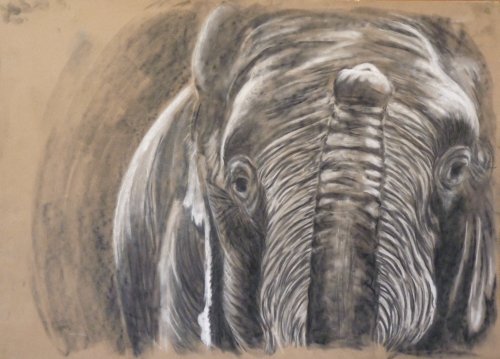 elefant.jpg