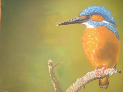 Eisvogel.jpg