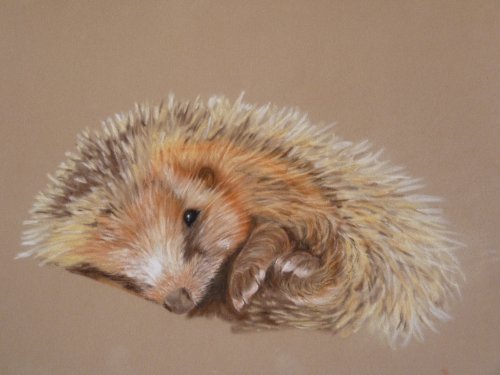 Igel.jpg